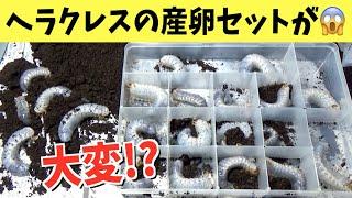 【大惨事】ヘラクレスの産卵セットをひっくり返すと...