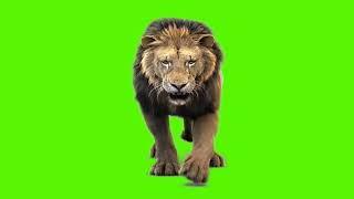 lion walking green screen