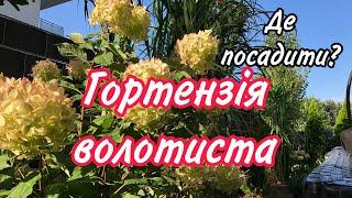 Правила посадки ГОРТЕНЗІЇ волотистої. ВЕЛИКІ ГАРНІ суцвіття будуть ЗАВЖДИ.Сад.Дача.