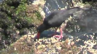 Sooty Oystercatcher