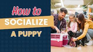 Puppy Socialization Training