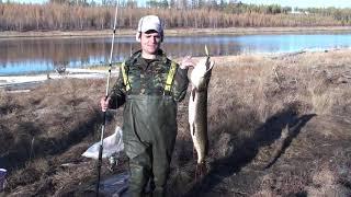 Fishing in yakutia/Рыбалка в Якутии. Щука на спининг