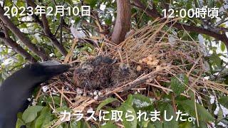 キジバト雛たちは1羽カラスに襲われたのです。雛鳩が19回反撃しましたが、負けてしまいました。かわいそうです。守れませんでした。2023年2月10日