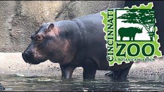 Cincinnati Zoo Tour & Review with The Legend