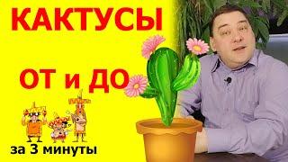 Кактусы уход. Все секреты за 3 минуты