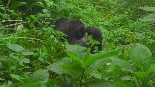 Habituation Trek Gorilla having lunch