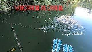 Silure footballer et attaques multiples à vue au whopper plopper river2sea