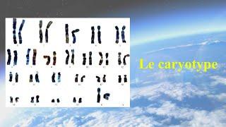 Le caryotype