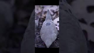 bird clip with quiet music