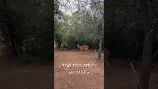 What a typical day at SunEden Naturist Resort looks like #shorts #southafrica