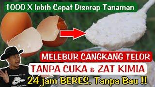 Kalsium ini 1000 kali lebih KUAT dari Cangkang Telur Biasa, ini KRIM CANGKANG TELUR!!