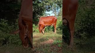grazing cow videos#in#my#village# friendsi pray uplease,please ONE SUBSCRIBE
