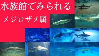 水族館でみられるメジロザメ属１０種！