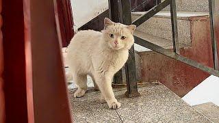 Stray cat knocks on woman's door to beg for food,It longs to be adopted,but repeatedly turned away