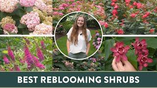 Top 6 Summer Reblooming Shrubs that You'll LOVE!