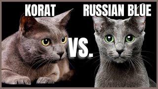 Korat Cat VS. Russian Blue Cat