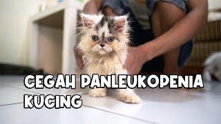 Cara Mencegah Virus Panleukopenia Pada Kucing