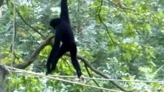 Cute monkey swinging in a tree