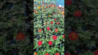 Cosmos Flower Plants Red, Yellow Color #youtubeshorts #cosmos #flowers #gardening