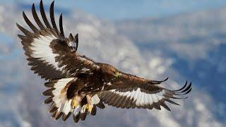 Беркут – Главный в небе! Самый большой и быстрый орёл. Интересные факты о беркутах.