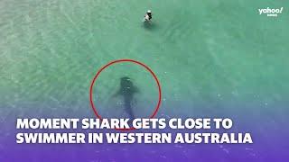 Moment shark comes close to swimmer in Western Australia | Yahoo Australia