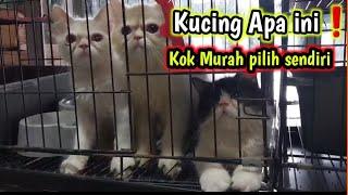 Kucing Banyak  yuk cek harga nya di sini