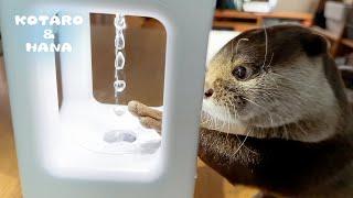 Otters React to Anti-Gravity Water Drop Illusion