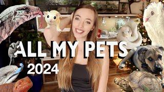 ALL My Pets 2024 | 30+ animals!