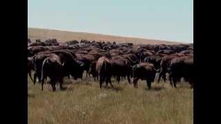 Shad Olson Reports: The Return of the Buffalo