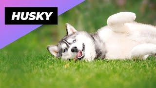 Husky  One Of The Most Popular Dog Breeds In The World #shorts