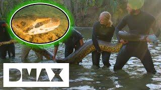 Giant Anaconda Measures Up At 19ft Long! | Mysterious Creatures With Forrest Galante