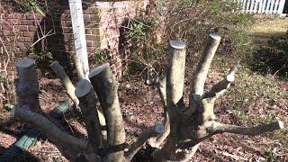 Renewal Pruning