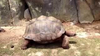 Tortoise Walking Slowly.