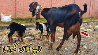 Top Class Amrtsari Milking Goats | Bakra Mandi Gondal Latest January 2023