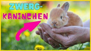 ZWERGKANINCHEN RASSEPORTRAIT | Haltung, Pflege & Gehege