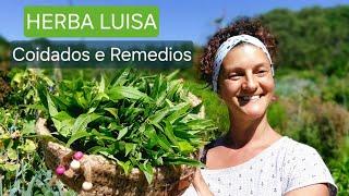 HERBA LUISA  ( Coidados - Usos )   ||  { NUSKA }