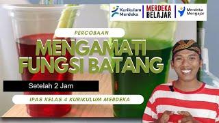 Percobaan Mengamati Fungsi Batang | IPAS Kelas 4 Kurikulum Merdeka