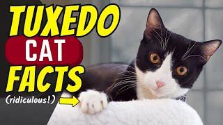 13 Surprising Facts About Tuxedo Cats (#11 Is Ridiculous)