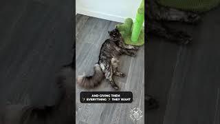  How To Solve Every Problem In Life | Cute Maine Coon Cats