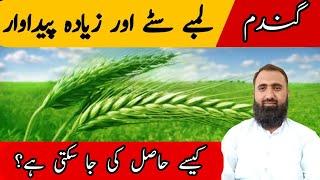 How to enhance Wheat Yield by increasing spike length || Bilal Kanju Official