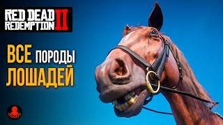 ГДЕ НАЙТИ ВСЕХ ЛОШАДЕЙ в Red Dead Redemption 2 | RDR2