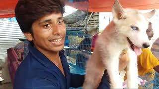 Galiff Street Pet Market Live Video 2024 Kolkata Latest Update | Dog price details