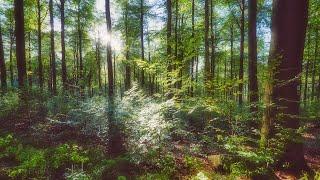  4K - Relaxing Nature Sounds For Stress Relief, Forest Sounds, Bird Song