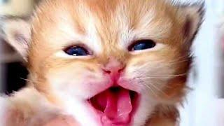 Котенок милое видео Котенок мяукает Funny cat смешные кошки