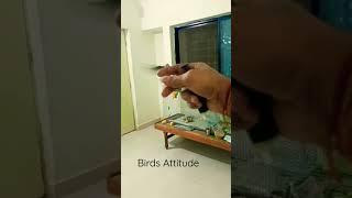 training for hand tame #cockatiel #bird #birdspecies