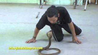 SNAKE LOVER  MAKES $5 A DAY. IS HE CRAZY, INSANE? THAILAND   Broadband