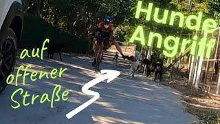 Mikko fights against stray dogs - To the coolest bike store in Chiang Mai  