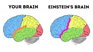 Was Einstein's Brain Different From Yours?