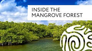 Inside the Mangrove Forest