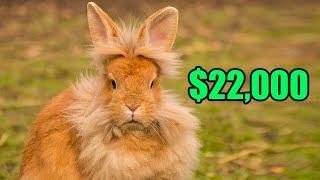 The 10 Most Expensive Rabbits of All Time